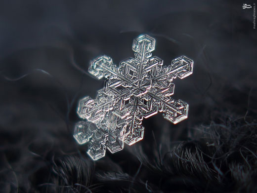 دانه برف زیر میکروسکوپ + تصاویر