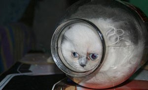 زندگی باور نکردنی یک گربه در شیشه مربا