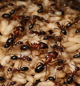 تشابه عملکرد کلونی مورچه‌ها با سیستم عصبی انسان