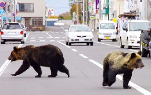 رفت و آمد خرسها در خیابان های ژاپن +عکس