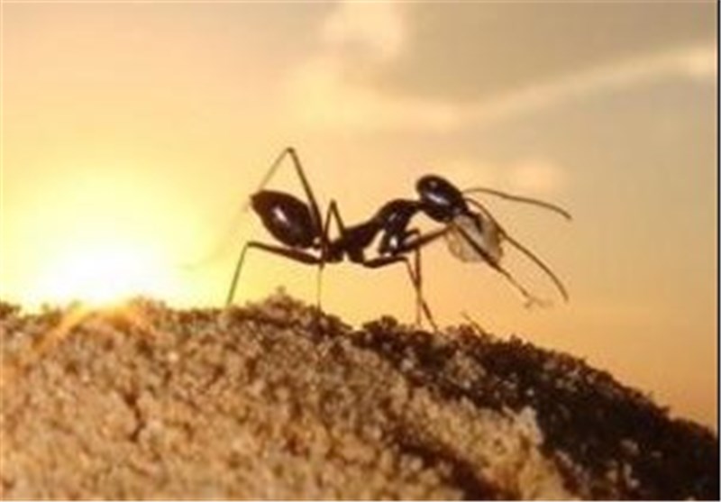 مورچه ها هم پل می سازند