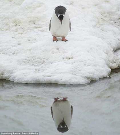 رفتار غیرعادی پنگوئن خودشیفته +عکس