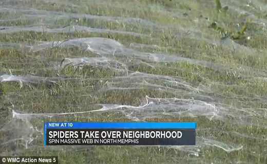 حمله نیم میلیون عنکبوت بر پوشش گیاهی یک ایالت +تصاویر