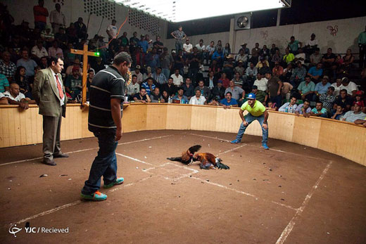 جنگ خروس‌ها در مکزیک + تصاویر
