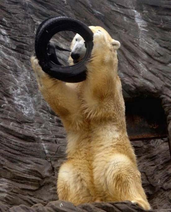 گردنبند بسیار جالب یک خرس قطبی +عکس