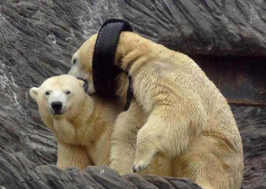 گردنبند بسیار جالب یک خرس قطبی +عکس