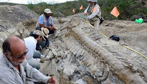 کشف بقایای دو دایناسور ۱۸۰میلیون ساله در چین