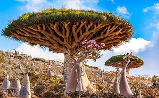 درخت عجیب خون اژدها در جنوب یمن
