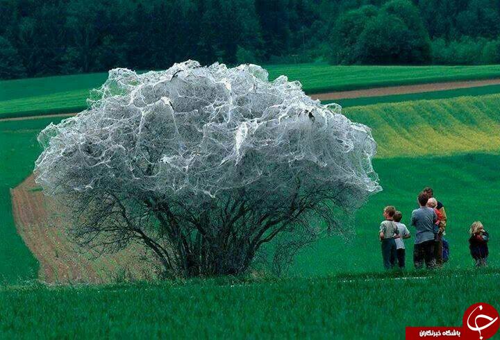 درختی که همدم پیله های ابریشم شد +عکس