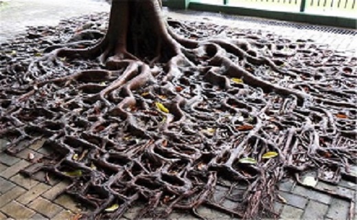 ریشه درختان در مناطق شهری + عکس