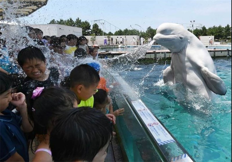 شوخی نهنگ سفید با بچه ها +عکس