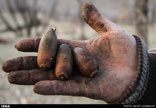 کاشت 20 هزار بذر بلوط در جنگل های کوهدشت + تصاویر