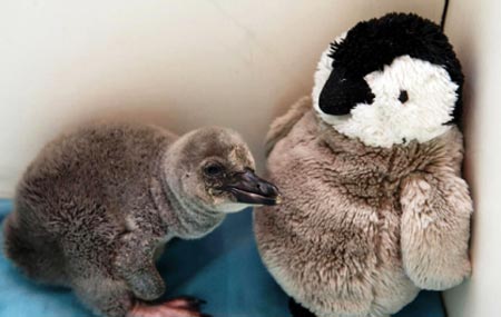 آرام کردن بچه پنگوئن با مادر قلابی جالب +تصاویر