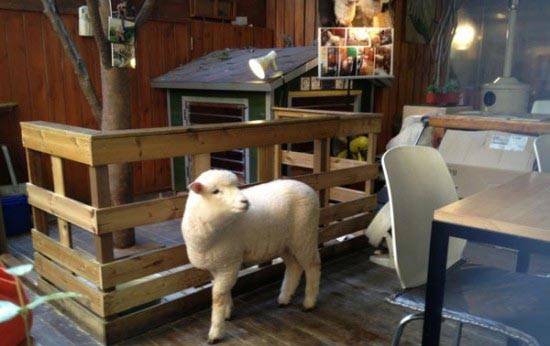 استفاده از گوسفندان در یک کافی شاپ +عکس