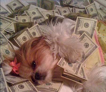 پولدارترین سگ های اینستاگرام +تصاویر
