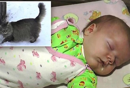 این گربه جان نوزاد 2 ماهه را نجات داد +عکس