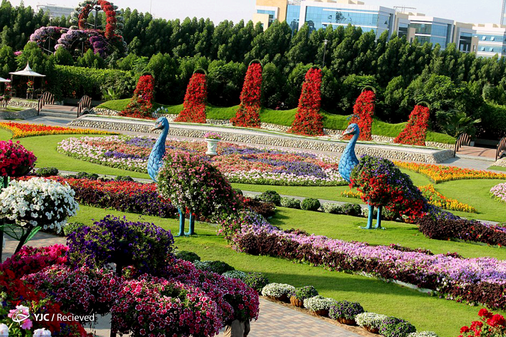عکس / بزرگترین باغ گل جهان در عمق صحرای دبی