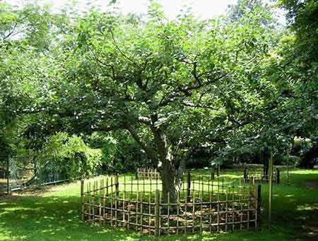 درخت سیب مشهور نیوتن +تصاویر