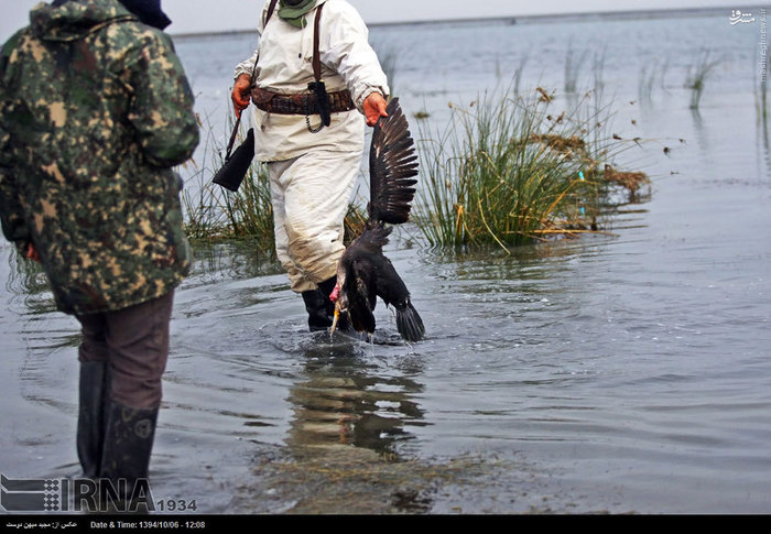 شکار پرندگان در بندر ترکمن +تصاویر