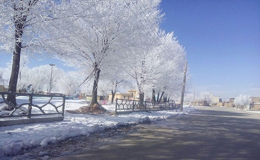 تصاویری از درختان یخی در ایران