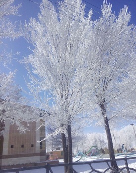 تصاویری از درختان یخی در ایران