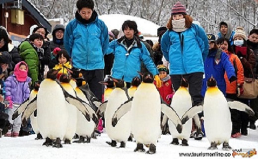 قدم زدن پنگوئن ها در باغ وحش + عکس