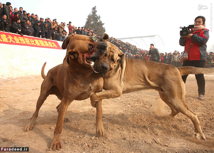 نبرد خونین سگ‌ها برای انتخاب قوی‌ترین +تصاویر