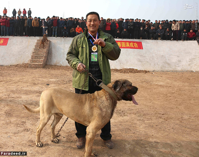 نبرد خونین سگ‌ها برای انتخاب قوی‌ترین +تصاویر