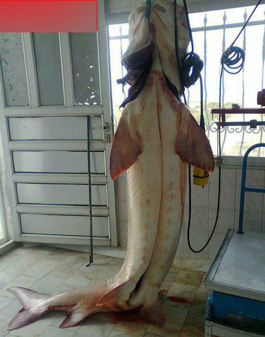 صید بزرگترین ماهی خاویاری در ایران + عکس