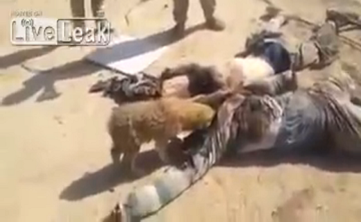 داعشی‌ها در رمادی خوراک سگ‌ها شدند + تصاویر