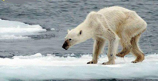 تصویری تکان دهنده از یک خرس قطبی