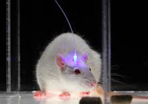 کشف کلید ترس در موش‌ ها