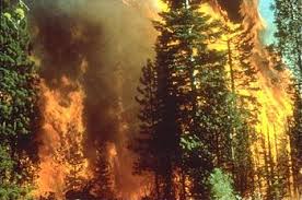 ده سال انفرادی برای سوزاندن عمدی جنگل‌ها