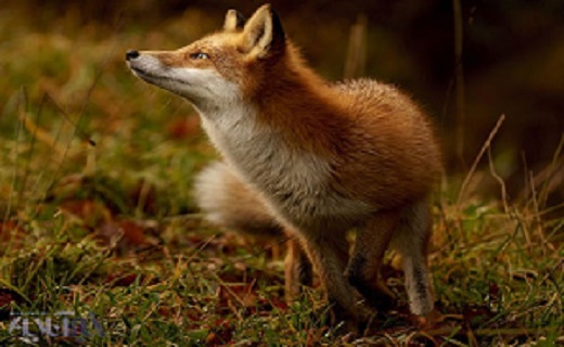 طلوع آفتاب زمستانی برای روباه/عکس روز نشنال جئوگرافیک