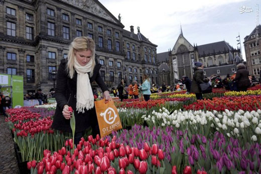 روز ملی لاله‌ها در هلند + تصاویر