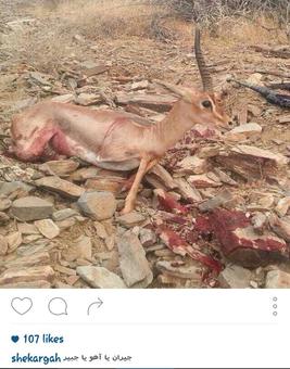 روایتی دردناک از شکار در ایران +تصاویر
