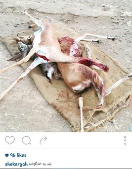 روایتی دردناک از شکار در ایران +تصاویر