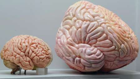 رابطه بین اندازه مغز و موفقیت