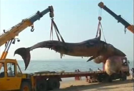 دفن نهنگ بیست تنی در هند+ عکس
