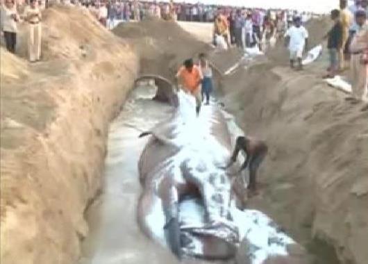 دفن نهنگ بیست تنی در هند+ عکس