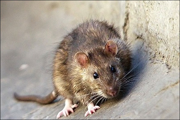 انفجار جمعيت موش ها در پايتخت (گزارش)