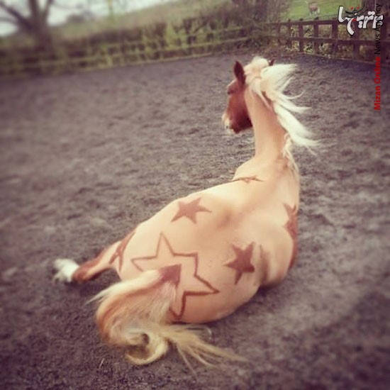 ایجاد نقوش زیبا بر روی اسب ها +تصاویر