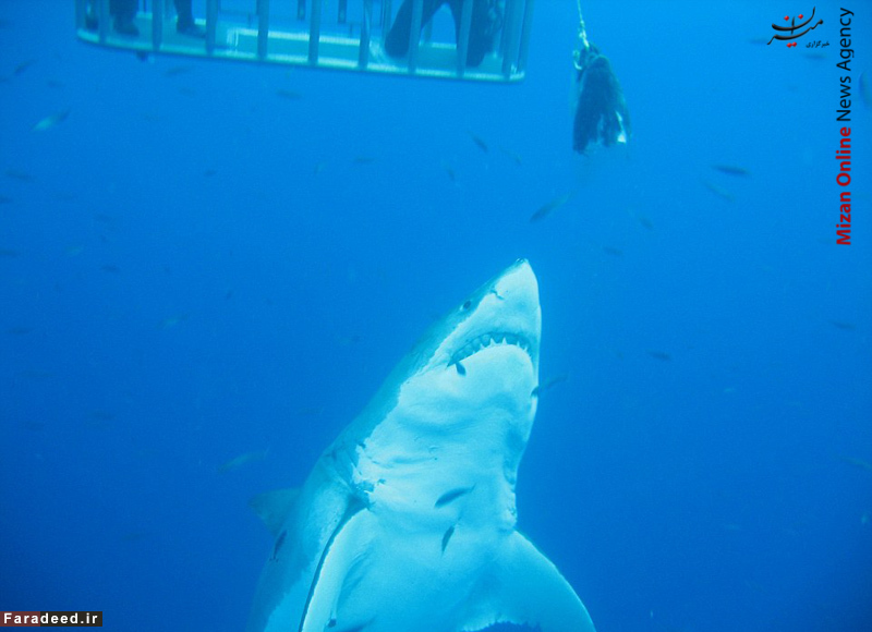 بیخ گوش بزرگترین ماهی قاتل +تصاویر