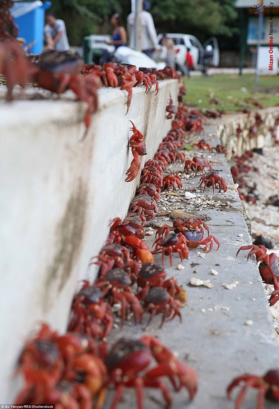 مهاجرت ترسناک میلیون ها خرچنگ