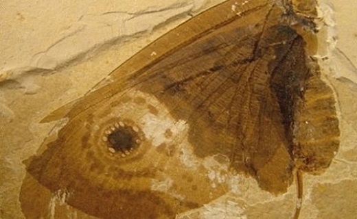 قدیمی‌ترین فسیل پروانه جهان +عکس