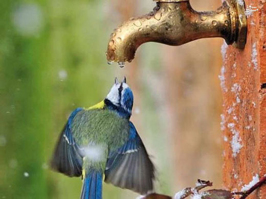 صحنه‌ای دیدنی از آب خوردن یک پرنده + عکس