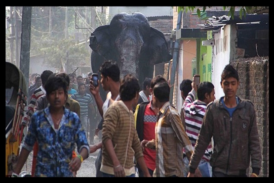 فیل دیوانه روستا را به آشوب کشید + عکس
