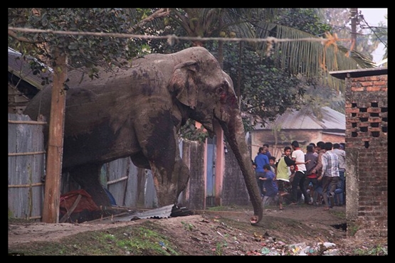 فیل دیوانه روستا را به آشوب کشید + عکس