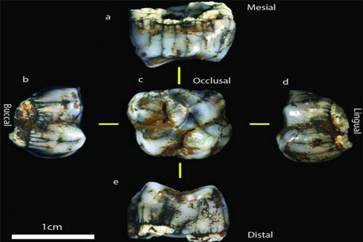 کشف دو فسیل انسانی مربوط به دو میلیون سال پیش + عکس