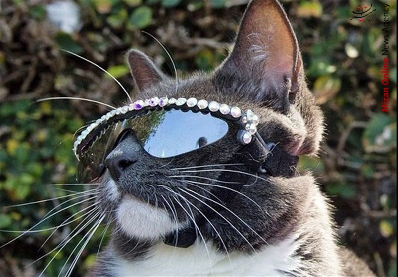 گربه‌‌ای عجیب که «عینک دودی» می‌زند + تصاویر
